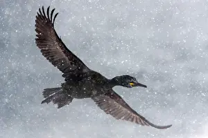 Norway Prints: Shag (Phalacrocorax aristotelis) in flight during heavy snowfall