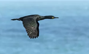 Shag (Phalacrocorax aristotelis) in flight over sea. Great Saltee Island, Saltee Islands