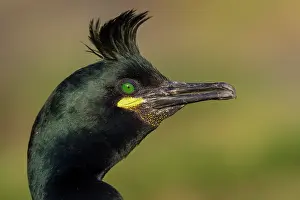 Cormorant Prints: Shag (Phalacrocorax aristotelis) head portrait