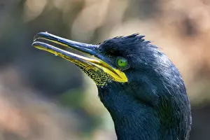 Inner Hebrides Prints: Shag (Phalacrocorax aristotelis) head portrait, Lunga Isle of Mull, Scotland, UK. June