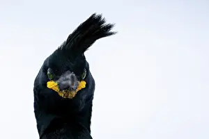 White Background Prints: Shag (Phalacrocorax aristotelis) head portrait, Hornoya, Varanger, Finnmark, Norway. March