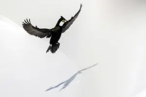 Nordic Countries Prints: Shag (Phalacrocorax aristotelis) landing in the snow
