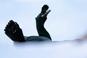 Cormorant Prints: Shag (Phalacrocorax aristotelis) portrait, Hornoya, Varanger, Finnmark, Norway. March