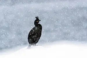 Norway Prints: Shag (Phalacrocorax aristotelis) standing on snow during heavy snowfall
