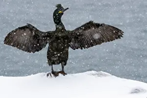 Cormorant Prints: Shag (Phalacrocorax aristotelis) standing on snow with wings spread during heavy snowfall
