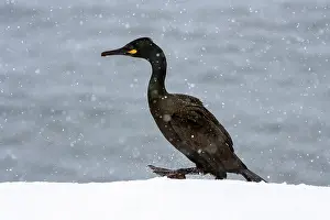 Cormorant Prints: Shag (Phalacrocorax aristotelis) walking on snow during heavy snowfall