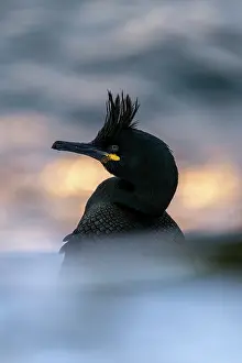 Norway Prints: Shag (Phalacrocorax aristotelis) on water
