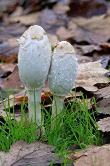 Fungi Prints: Shaggy ink cap (Coprinus comatus) growing among leaf litter