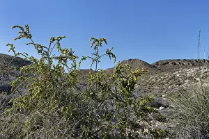Almeria Prints: Shaggy sparrow-wort (Thymelaea hirsuta) bush flowering in arid coastal scrubland
