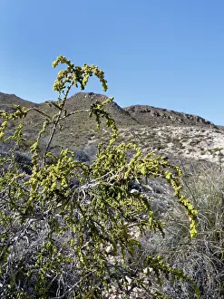 Almeria Prints: Shaggy sparrow-wort (Thymelaea hirsuta) bush flowering in arid coastal scrubland
