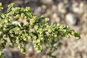 Almeria Prints: Shaggy sparrow-wort (Thymelaea hirsuta) flowers