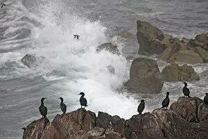 Images Dated 12th June 2009: Shags (Phalacrocorax aristotelis) standing on coastal cliff, Saltee Islands, County Wexford
