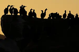 Cormorant Prints: Shags (Phalacrocorax aristotelis) flock perched on cliff top at sunset
