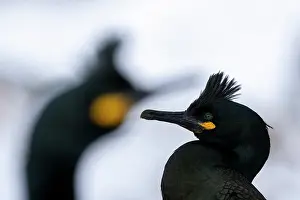 Norway Prints: Two Shags (Phalacrocorax aristotelis) head portrait