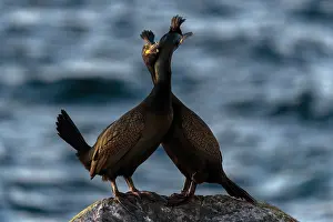 Reproduction Prints: Shags (Phalacrocorax aristotelis) pair