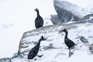 Cormorant Prints: Three Shags (Phalacrocorax aristotelis) perched on snow-covered rocks in light snowfall