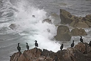 Pal Hermansen Prints: Shags (Phalacrocorax aristotelis) standing on coastal cliff