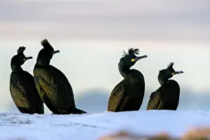 Cormorant Prints: Four Shags (Phalacrocorax aristotelis) standing on snow