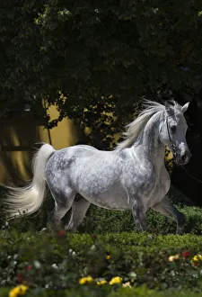 White Colour Prints: A Shagya Arab stallion (Equus caballlus) is shown in hand in the courtyard of