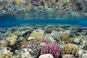 Coelentrerata Collection: Shallow coral reef flat with corals (Pocillopora damicornis, Acropora humilis)