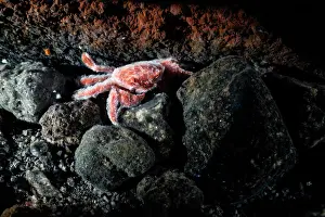 Japan Prints: Shallow water hydrothermal vent crab (Xenograpsus testudinatus) resting on rocks
