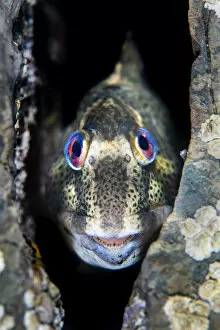 Shanny common blenny (Lipophrys pholis) male showing breeding colours looking out from a