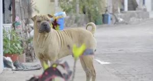 Invasive Prints: Sharpei dog male roaming on streets of San Cristobal