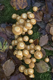 Agaricomycetes Gallery: Sheathed Woodtuft fungi (Kuehneromyces mutabilis) Surrey, England, UK, November
