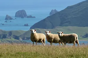 Livestock Prints: Sheep on grassland looking out towards Waikawa Bay