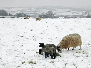Adversity Prints: Sheep (Ovis aries) ewe and lambs grazing grass on snow covered pasture land
