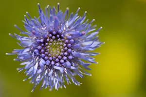 Campanulaceae Prints: Sheep s-bit (Jasione montana) Devon, UK. June