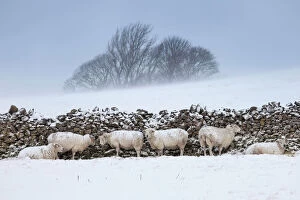 Temperature Gallery: Sheep sheltering from harsh weather behind a stone wall, Peak District National Park