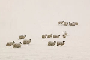 Bad Weather Gallery: Sheep stuck in heavy snow near Ambleside, England, UK. March 2006