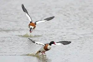 Duck Prints: Two Shelduck (Tadorna tadorna) drakes chasing each other on water during territorial dispute