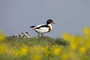 Images Dated 24th July 2013: Shelduck (Tadorna tadorna) female with ducklings, Cley, Norfolk, East Anglia, England