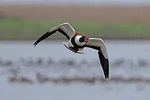 Duck Prints: Shelduck (Tadorna tadorna) in flight over water, Norfolk, England, UK. February