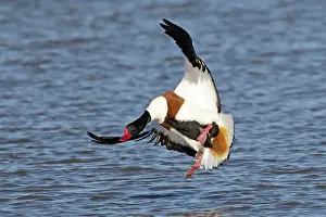 Duck Prints: Shelduck (Tadorna tadorna) landing on water, Cley, Norfolk, UK. March