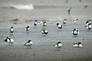 Shelduck (Tadorna tadorna) moulting birds at high tide roost, Bridgewater Bay NNR