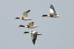 Duck Prints: Four Shelducks (Tadorna tadorna) in flight, Norfolk, England, UK. June