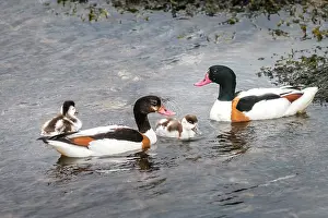Shetland Prints: Shelducks (Tadorna tadorna) pair with ducklings on water