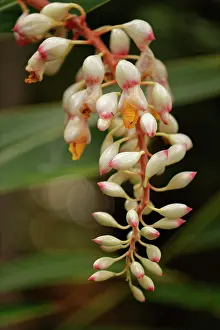 Botanical Garden Prints: Shell ginger (Alpinia zerumbet) in flower