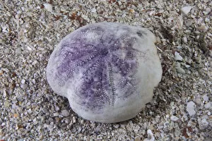 Shell of Purple heart urchin (Spatangus purpureus) Channel Islands, UK