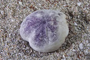 Sea Urchins Prints: Shell of Purple heart urchin (Spatangus purpureus) Channel Islands, UK