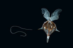 Images Dated 21st August 2009: Shelled Pteropod / Sea butterfly {Diacria trispinosa} with egg string attached, from between 188