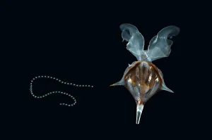 Shelled Pteropod / Sea butterfly {Diacria trispinosa} with egg string attached, from between 188