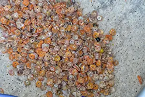 Culture Prints: Shells used as as a payment system for bartering and are also sold as jewelry as an additional source of income
