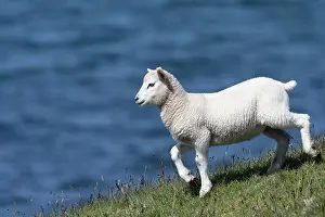 Shetland lamb on cliff top, Hermaness National Scenic Area, Shetland, Scotland, UK. June