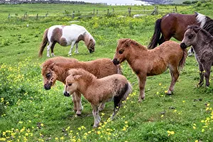 Shetland Prints: Shetland ponies (Equus caballus) herd, Shetland, Scotland, UK. June