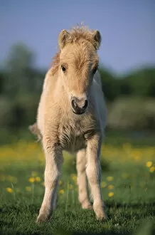 Mark Bowler Collection: Shetland pony (Equus caballus) foal, UK
