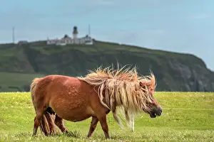 Shetland Prints: Shetland pony (Equus caballus) portrait